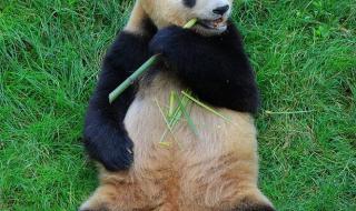 大熊猫一生中的最大遗憾是什么 有关大熊猫的图片